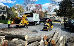 Reliable Woodstock, VA Tree Care Services Solutions