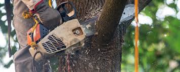 Best Commercial Tree Services  in Woodstock, VA