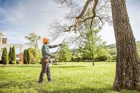 Best Tree Removal  in Woodstock, VA