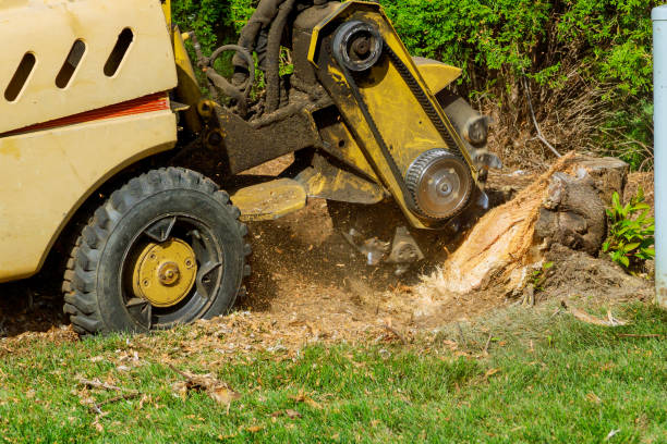 Best Tree Mulching  in Woodstock, VA