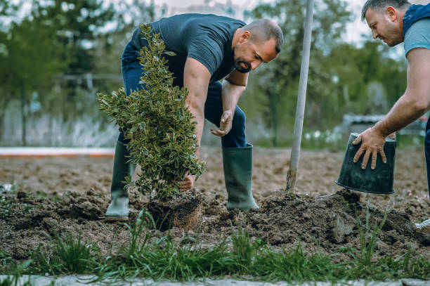 Best Tree Disease Treatment  in Woodstock, VA