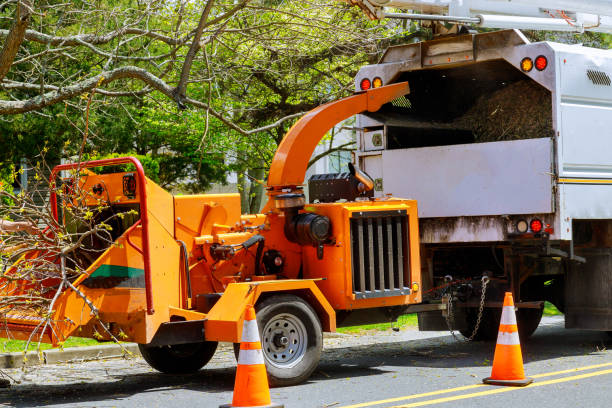 Best Fruit Tree Pruning  in Woodstock, VA