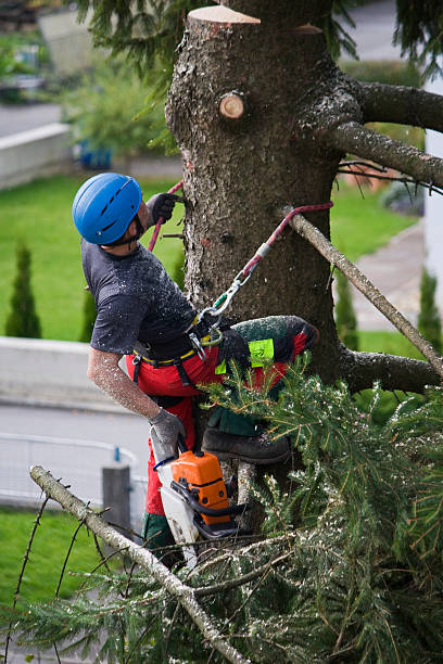 Best Firewood Processing and Delivery  in Woodstock, VA