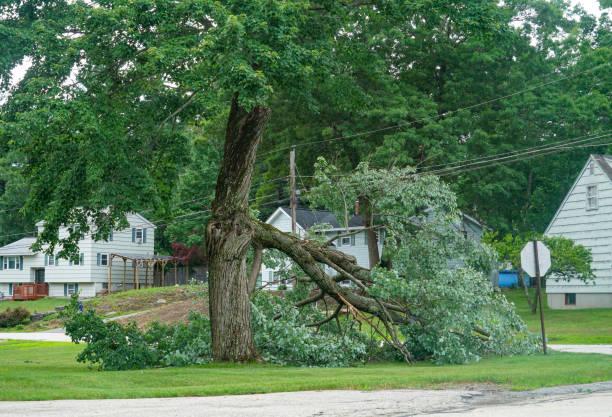 Best Root Management and Removal  in Woodstock, VA